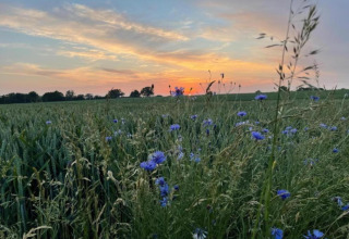 Solnedgang over en mark med blå blomster og grønt græs set fra Houseboat 'in Ribnitz-Damgarten', Tyskland.