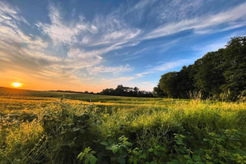 Sunset over a lush field of wild grass and trees with a blue sky at Houseboat in Ribnitz-Damgarten.