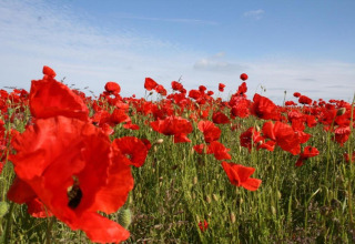 Un magnifique champ de coquelicots rouges en fleurs sous un ciel bleu près de Houseboat à Ribnitz-Damgarten.