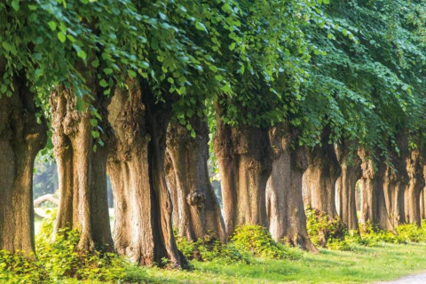 A row of large trees with lush green leaves lining a path at Houseboat in Ribnitz-Damgarten.
