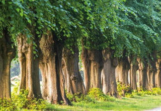 A row of large trees with lush green leaves lining a path at Houseboat in Ribnitz-Damgarten.