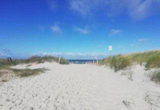 Chemin sablonneux menant à la plage, entouré de dunes herbeuses sous un ciel bleu éclatant.