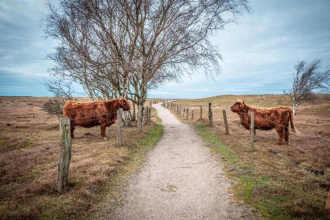 Two brown cows stand on opposite sides of a dirt path, separated by a fence and surrounded by trees.