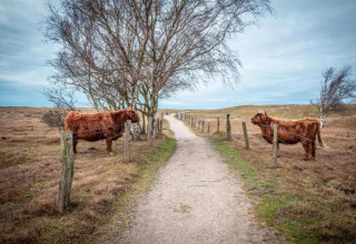 Twee bruine koeien aan elke kant van een pad, gescheiden door een hek, met bomen ernaast onder een blauwe lucht.