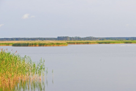 Uitzicht vanaf een woonboot op rustig water met riet en groene oevers onder een lichte lucht.