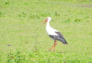 Weißstorch mit schwarzen Flügeln und roten Beinen auf einer Wiese, gesehen von einem Hausboot.