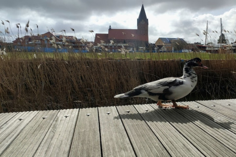 Canard sur terrasse en bois au bord des roseaux, vu depuis «Floating House 2 - Classic / 6 Persons» en Allemagne.