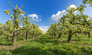 Huerto de manzanas en primavera, Betuwe, Güeldres, Países Bajos