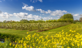 Huerto de manzanas, Betuwe, Güeldres, Países Bajos