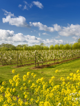 Huerto de manzanas, Betuwe, Güeldres, Países Bajos