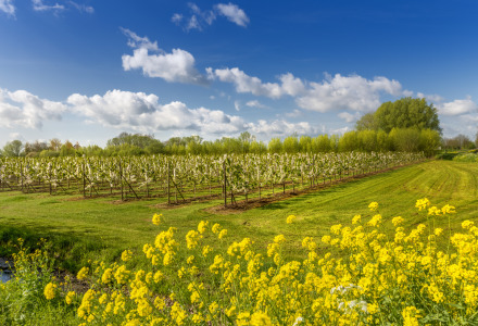 Huerto de manzanas, Betuwe, Güeldres, Países Bajos