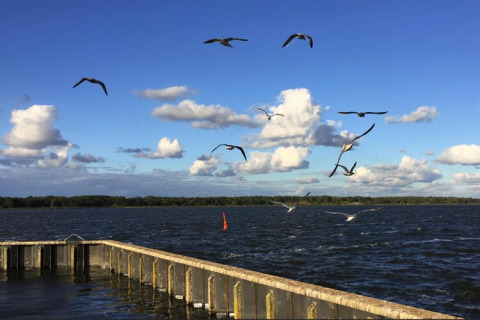 Hausbootblick mit fliegenden Möwen über Wasser bei Floating Houses Blue Active, Ribnitz-Damgarten.