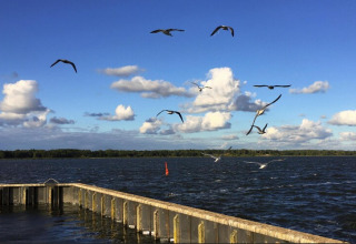Vue depuis une péniche avec des mouettes volant au-dessus de l'eau, Houseboat Blue Active, Allemagne.