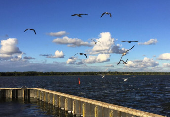 Hausbootblick mit fliegenden Möwen über Wasser bei Floating Houses Blue Active, Ribnitz-Damgarten.