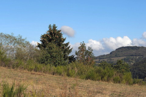 Heuvelachtig landschap met bomen en blauwe lucht bij chalet Waldferienpark Gerolstein 2 in Duitsland.