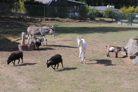Een ezel, geiten en zwarte schapen grazen op een omheind veld bij Waldferienpark Gerolstein 2 in Duitsland.