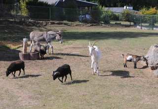 Een ezel, geiten en zwarte schapen grazen op een omheind veld bij Waldferienpark Gerolstein 2 in Duitsland.