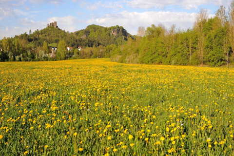 Zicht vanaf Waldferienpark Gerolstein 2 in Duitsland met gele bloemen, groene bomen en heuvels op de achtergrond.