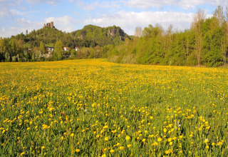 Zicht vanaf Waldferienpark Gerolstein 2 in Duitsland met gele bloemen, groene bomen en heuvels op de achtergrond.