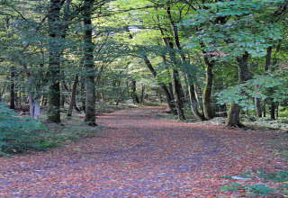 Bosweg bedekt met herfstbladeren bij Waldferienpark Gerolstein 2, Duitsland.