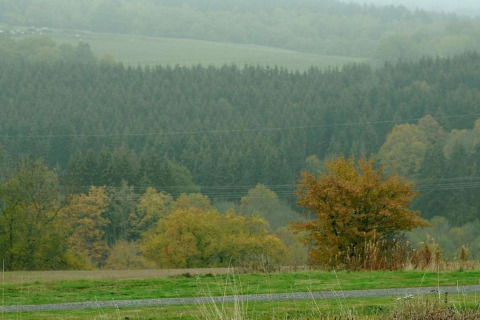 Zicht op groene weide en dicht bos vanop chalet Waldferienpark Gerolstein 2 in Duitsland op een mistige dag.