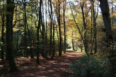 Bosrijk wandelpad in herfstlicht nabij chalet Waldferienpark Gerolstein 2 in Duitsland, rustige omgeving.