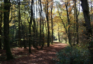 Bosrijk wandelpad in herfstlicht nabij chalet Waldferienpark Gerolstein 2 in Duitsland, rustige omgeving.