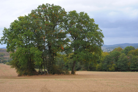 Boomgroep op een veld vlak bij Waldferienpark Gerolstein 2 in Duitsland, onder een bewolkte lucht.
