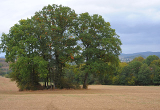 Boomgroep op een veld vlak bij Waldferienpark Gerolstein 2 in Duitsland, onder een bewolkte lucht.
