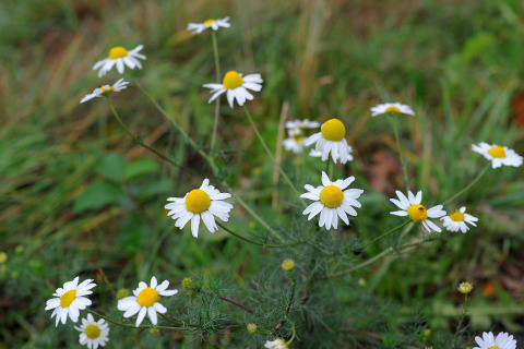 Wilde kamillebloemen met witte blaadjes en gele harten op een wei bij Waldferienpark Gerolstein 2, Duitsland.