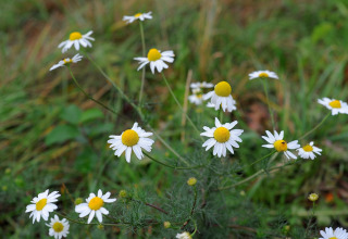 Wilde kamillebloemen met witte blaadjes en gele harten op een wei bij Waldferienpark Gerolstein 2, Duitsland.