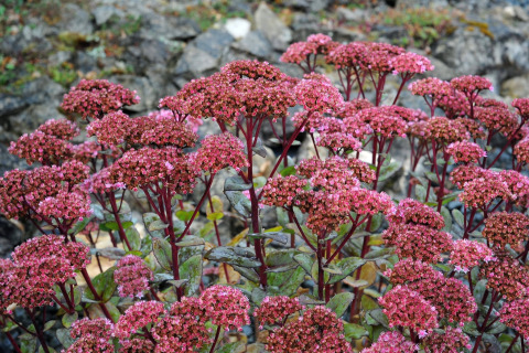 Roze bloemen met groene bladeren bij stenen in Waldferienpark Gerolstein 2, Duitsland.
