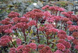 Roze bloemen met groene bladeren bij stenen in Waldferienpark Gerolstein 2, Duitsland.