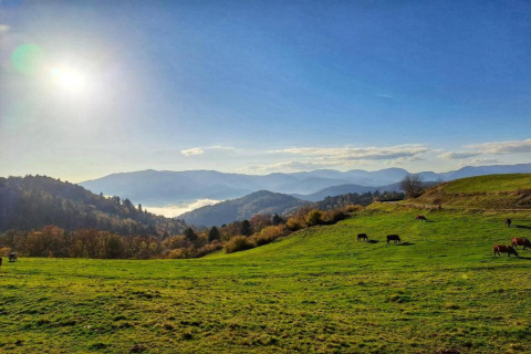 Vista soleggiata dal Chalet Ronds Chetys in Francia con mucche al pascolo e montagne sullo sfondo.