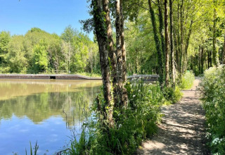Nature path next to a pond surrounded by tall trees and greenery on a bright, sunny day.