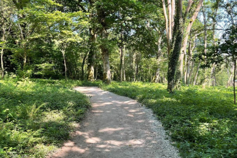 A sunlit gravel path winds through a green forest with dense vegetation and tall trees all around.