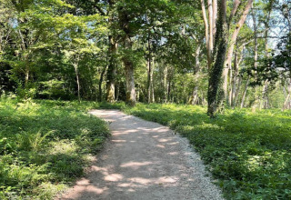 A sunlit gravel path winds through a green forest with dense vegetation and tall trees all around.