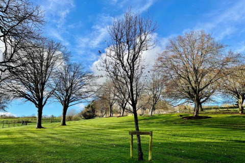 A grassy landscape with several bare trees under a sunny blue sky with clouds, taken near a dome.