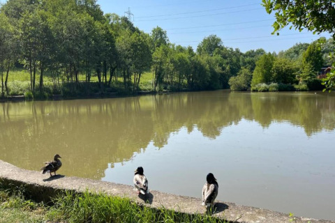 Three ducks resting by the edge of a calm lake surrounded by green trees and blue sky on a sunny day.