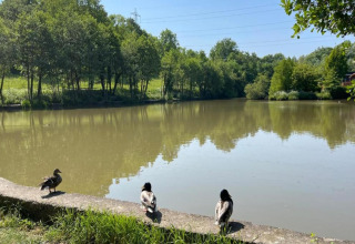 Three ducks resting by the edge of a calm lake surrounded by green trees and blue sky on a sunny day.