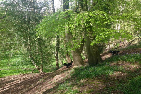 Bosrijke omgeving bij een glampingaccommodatie met groene bomen, hellende grond en twee spelende honden.