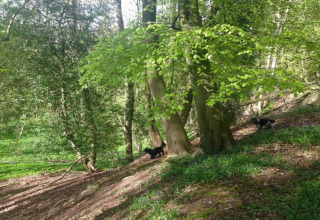 Bosrijke omgeving bij een glampingaccommodatie met groene bomen, hellende grond en twee spelende honden.