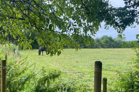 Uitzicht op een groen veld met een zwart paard, bomen en hek, genomen bij een glamping accommodatie.