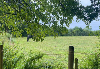 Uitzicht op een groen veld met een zwart paard, bomen en hek, genomen bij een glamping accommodatie.