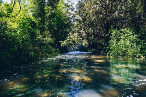 Mooie blik op een rustige bosbeek bij een glampingaccommodatie, omgeven door groene natuur.