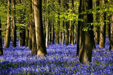 Bos met blauwe bloemen onder groene bomen, een rustige en prachtige plek voor glamping accommodatie.