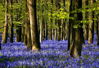 Bos met blauwe bloemen onder groene bomen, een rustige en prachtige plek voor glamping accommodatie.
