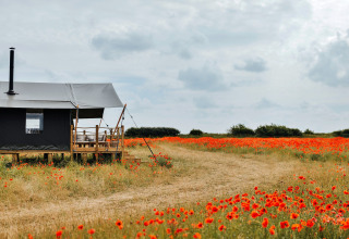 Safari-tent 'Owls Nest' in het Verenigd Koninkrijk aan een veldweg, omringd door rode wilde bloemen.