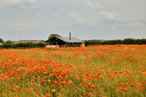 Safari tent ‘Owls Nest’ in een veld vol klaprozen onder een bewolkte lucht in het Verenigd Koninkrijk.