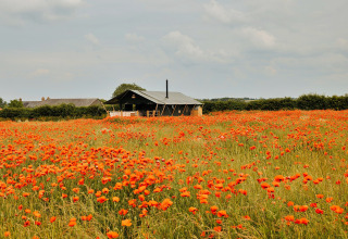 Safari tent ‘Owls Nest’ in een veld vol klaprozen onder een bewolkte lucht in het Verenigd Koninkrijk.